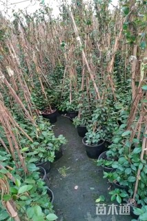 180厘米风车茉莉