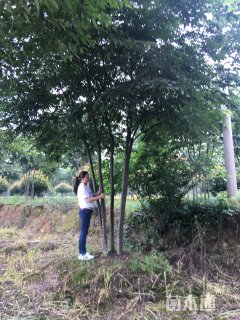 10公分丛生榉树