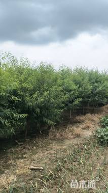 3公分山桃