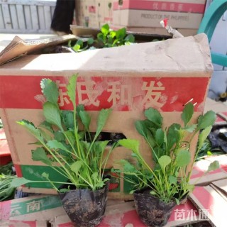 高度20厘米大滨菊