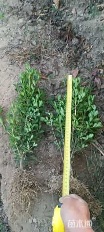 高度25厘米瓜子黄杨小苗