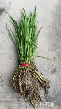 高度70厘米野茭白