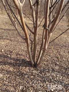 高度300厘米丛生紫薇