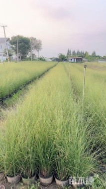 高度60厘米细叶芒