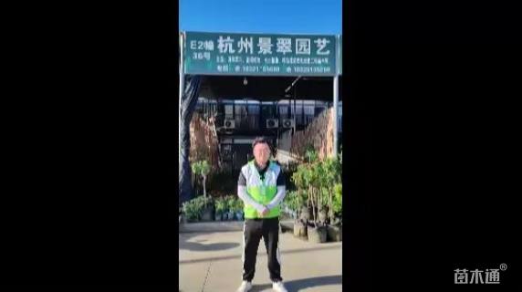 5公分油橄榄