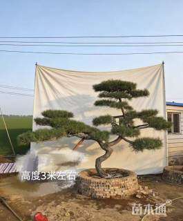 22公分造型黑松