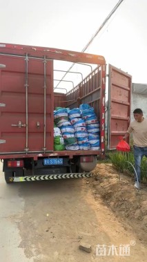 高度40厘米常绿萱草