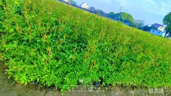 高度40厘米丰花月季小苗