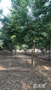 9.5公分三角枫