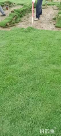 草卷状马尼拉草