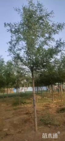 6公分榆树