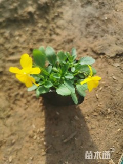 高度10厘米角堇