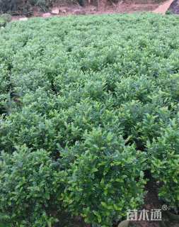 高度80厘米胡椒木