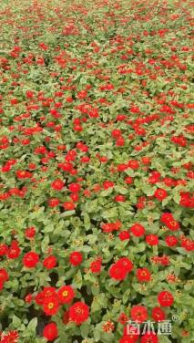 高度10厘米百日菊