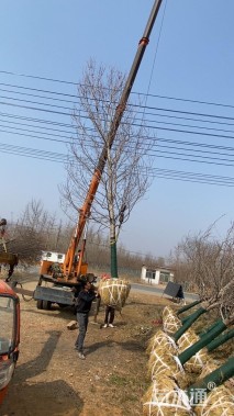 12公分北美红枫