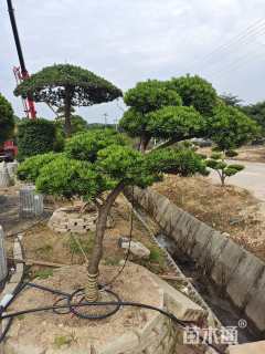 容器苗造型罗汉松