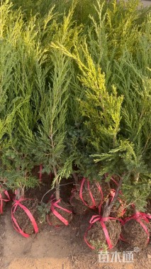 高度100厘米桧柏