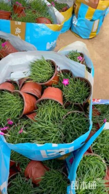 高度21厘米欧石竹