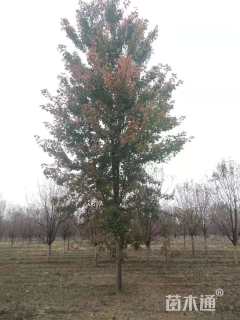 15公分美国红枫