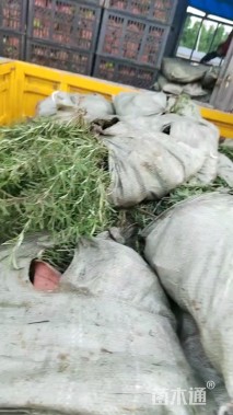 高度30厘米迷迭香