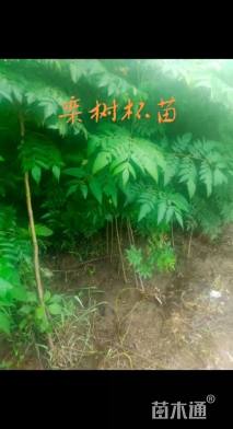 高度180厘米栾树小苗