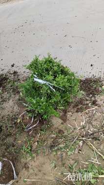 高度80厘米火棘