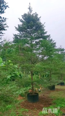 8公分小叶榄仁