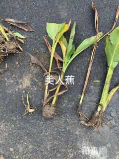高度60厘米美人蕉