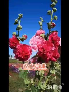 堆心  相思  黑美人  狂欢蜀葵种子