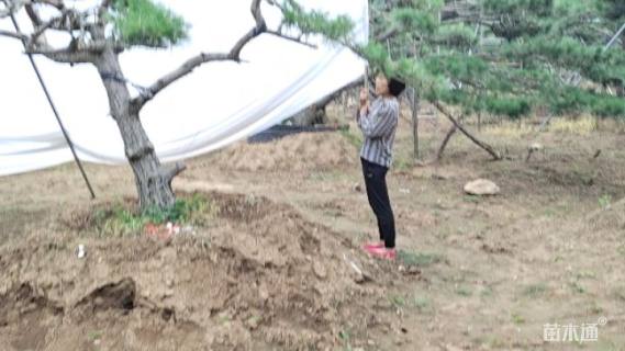 13公分造型油松