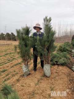 高度150厘米黑松小苗