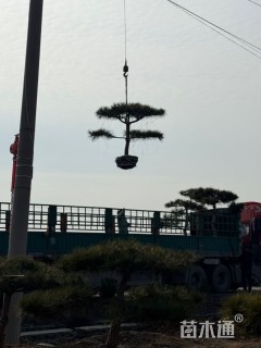 15公分泰山松