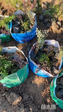 高度40厘米红叶小檗