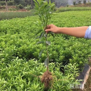1公分耙耙柑