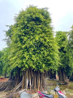 80公分造型小叶榕