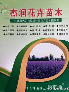 高度30厘米玉带草