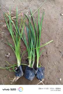 高度20厘米紫娇花