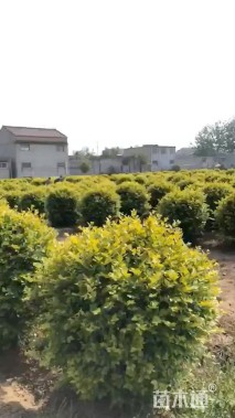 冠幅60厘米金叶女贞球