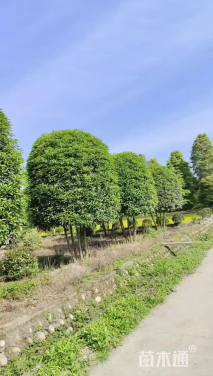 高度350厘米丛生桂花