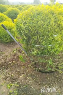 冠幅150厘米金冠女贞球