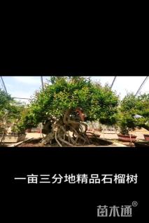 90公分青檀