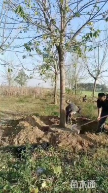 12公分金叶复叶槭