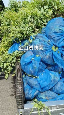 高度40厘米绣线菊