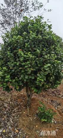 高度230厘米茶花