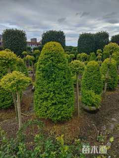 3公分造型亮晶女贞