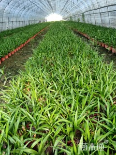 高度15厘米富贵草