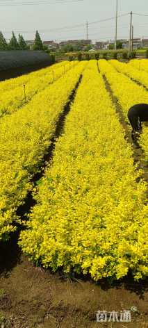 高度40厘米金叶女贞小苗