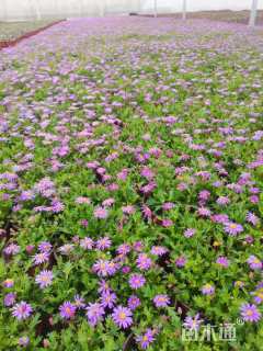 高度10厘米姬小菊