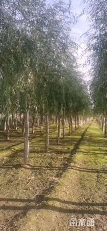 11公分嫁接垂柳