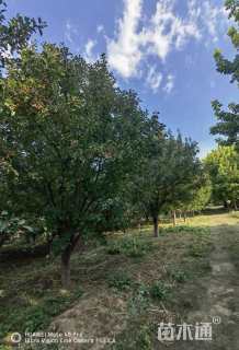 22公分绚丽海棠